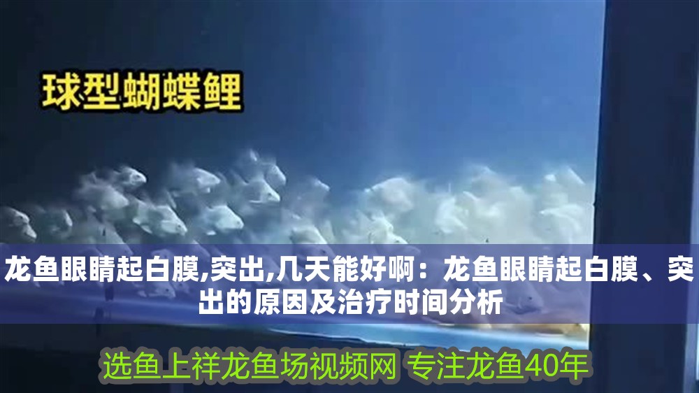 龍魚(yú)眼睛起白膜,突出,幾天能好?。糊堲~(yú)眼睛起白膜、突出的原因及治療時(shí)間分析