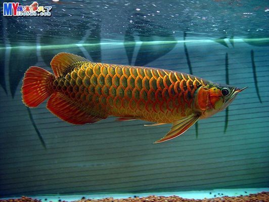 龍魚和什么魚搭配顯得高檔好看一點：龍魚與虎魚混養的注意事項 龍魚和什么魚搭配顯得高檔好看一點：龍魚與虎魚混養的注意事項 龍魚百科 第1張