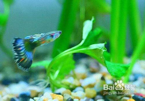 城陽區魚樂圈水族館康城路店（城陽區魚樂圈水族館康城路店電話）