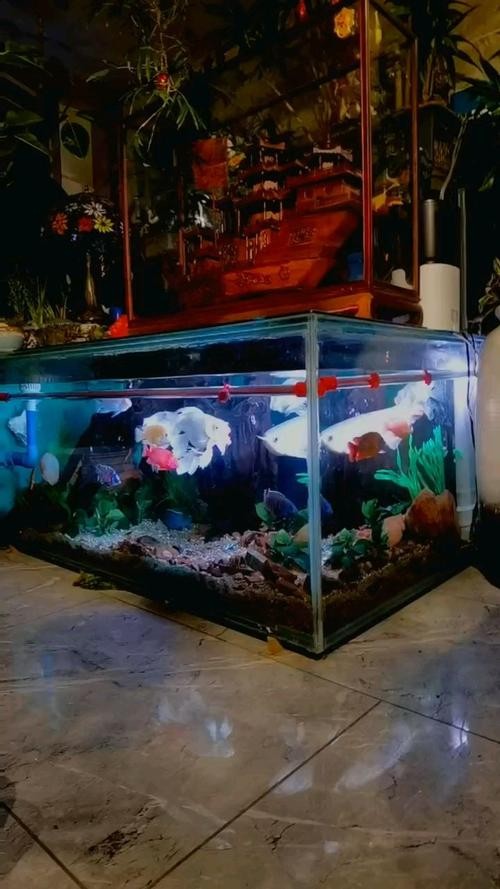 銀龍魚能和紅龍魚混養嗎圖片欣賞 銀龍魚能和紅龍魚混養嗎圖片欣賞 龍魚百科 第10張
