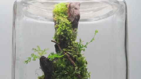 龍魚缸里長青苔的影響（青苔在魚缸中生長可能表明水質良好，可能影響觀賞效果） 龍魚缸里長青苔的影響（青苔在魚缸中生長可能表明水質良好，可能影響觀賞效果） 龍魚百科 第4張