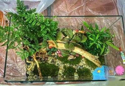 龍魚缸里長青苔的影響（青苔在魚缸中生長可能表明水質良好，可能影響觀賞效果） 龍魚缸里長青苔的影響（青苔在魚缸中生長可能表明水質良好，可能影響觀賞效果） 龍魚百科 第1張