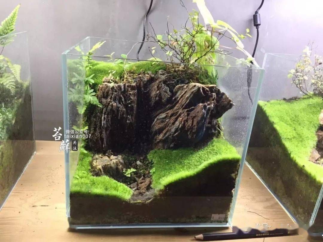龍魚缸里長青苔的影響（青苔在魚缸中生長可能表明水質良好，可能影響觀賞效果） 龍魚缸里長青苔的影響（青苔在魚缸中生長可能表明水質良好，可能影響觀賞效果） 龍魚百科 第3張