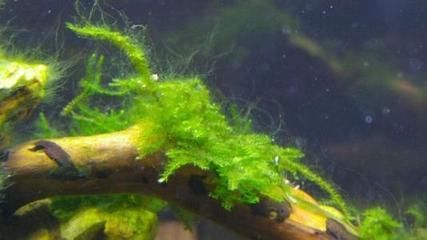 龍魚缸里長青苔的影響（青苔在魚缸中生長可能表明水質良好，可能影響觀賞效果） 龍魚缸里長青苔的影響（青苔在魚缸中生長可能表明水質良好，可能影響觀賞效果） 龍魚百科 第5張