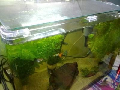 龍魚缸里長青苔的影響（青苔在魚缸中生長可能表明水質良好，可能影響觀賞效果） 龍魚缸里長青苔的影響（青苔在魚缸中生長可能表明水質良好，可能影響觀賞效果） 龍魚百科 第2張