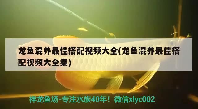 三間鼠魚混養的最佳伴侶：三間鼠魚與其他魚類混養的理想伴侶選擇