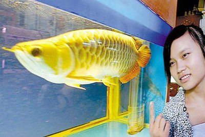 龍魚由10 Cm到20 C M要多久（幼年龍魚一個月可以增長1-2厘米，一年可增長15-20厘米）