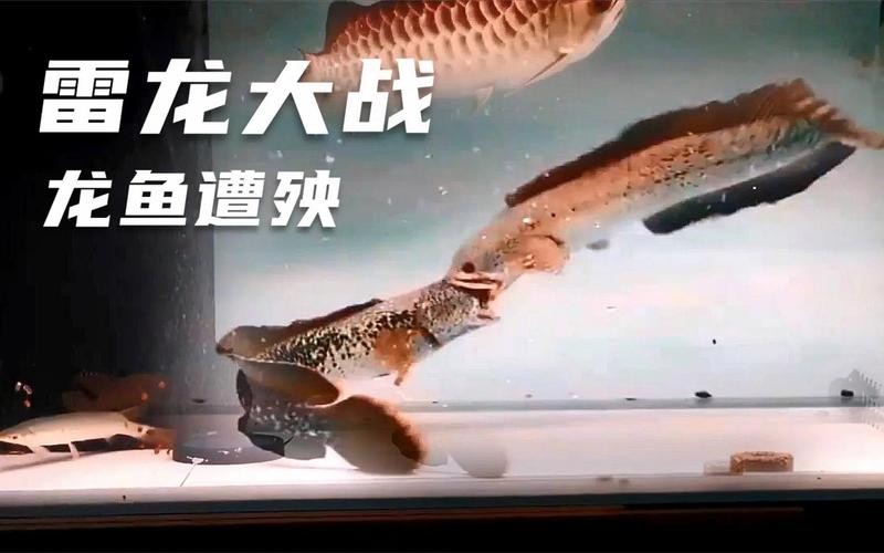 龍魚和雷龍魚的區別在哪里圖片