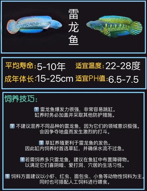 龍魚和雷龍魚的區別在哪里圖片