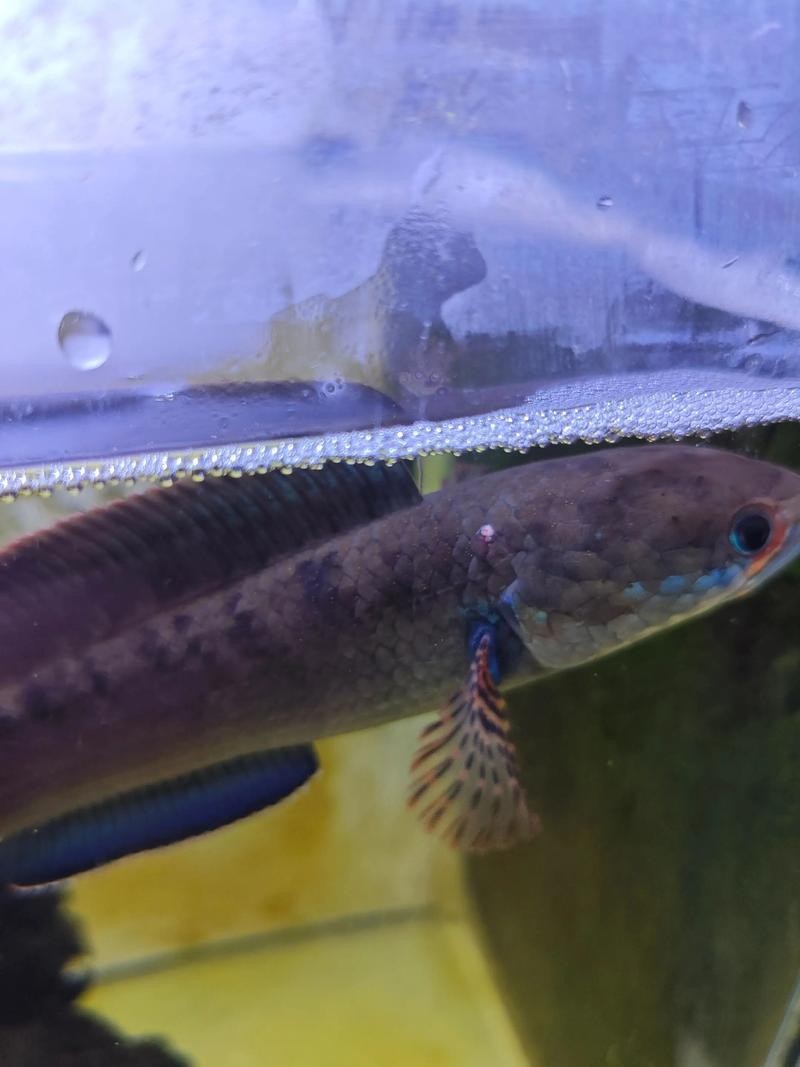 龍魚和雷龍魚的區別在哪里圖片