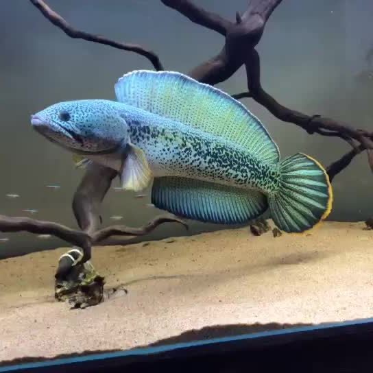 龍魚和雷龍魚的區別在哪里圖片