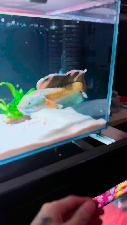 龍魚和雷龍魚的區別在哪里圖片