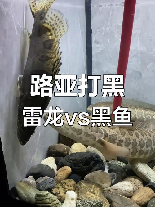 龍魚和雷龍魚的區別在哪里圖片
