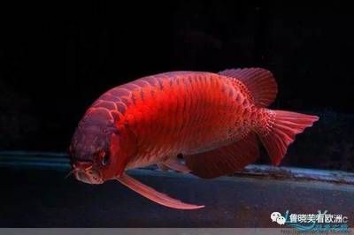 龍魚比賽常見品種介紹：紅龍魚與金龍魚的區別