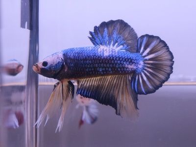 龍魚比賽常見品種介紹：紅龍魚與金龍魚的區別