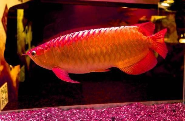 龍魚整容師：關(guān)于龍魚整容師的一些詳細(xì)信息