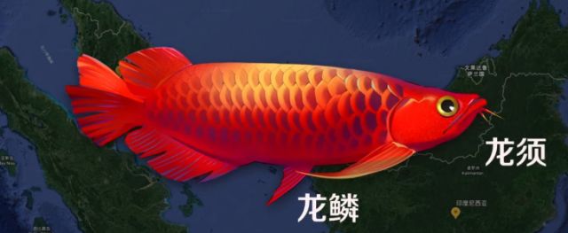 龍魚整容師：關(guān)于龍魚整容師的一些詳細(xì)信息