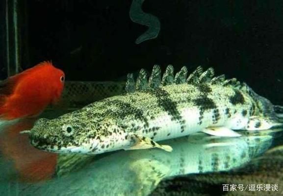 恐龍魚能長多長的魚鰭：恐龍魚魚鰭的長度之謎