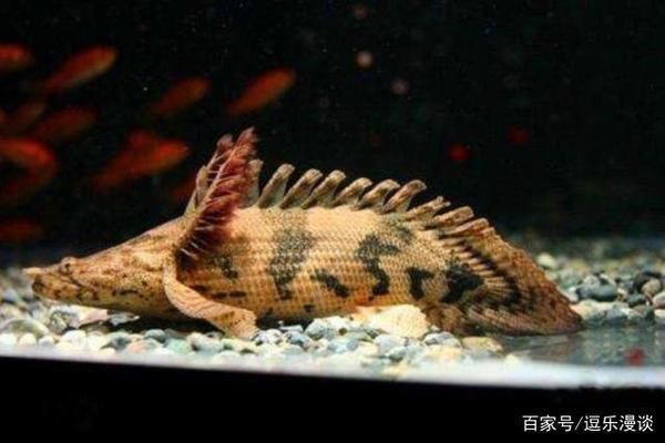 恐龍魚能長多長的魚鰭：恐龍魚魚鰭的長度之謎