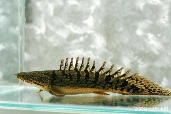 恐龍魚能長多長的魚鰭：恐龍魚魚鰭的長度之謎