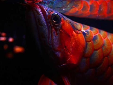 好紅龍魚：關于紅龍魚的一些詳細信息