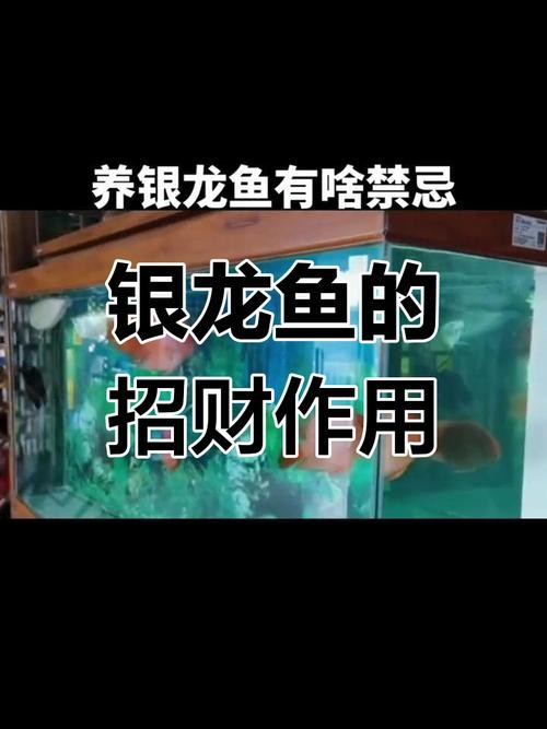 銀龍魚能和招財混養(yǎng)嗎圖片欣賞
