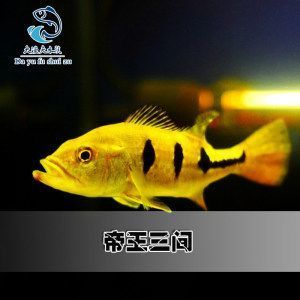 銀板魚混養紅鸚鵡魚注意事項：銀板魚和紅鸚鵡魚可以混養嗎 銀板魚混養紅鸚鵡魚注意事項：銀板魚和紅鸚鵡魚可以混養嗎 龍魚百科 第4張
