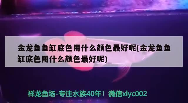 金龍魚缸用什么顏色最好（金龍魚缸底顏色對(duì)健康影響）