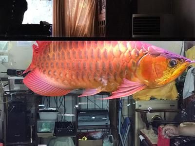 龍魚觀賞燈用什么燈好看：金龍魚觀賞燈選擇需考慮其燈光類型與龍魚品種的適應性
