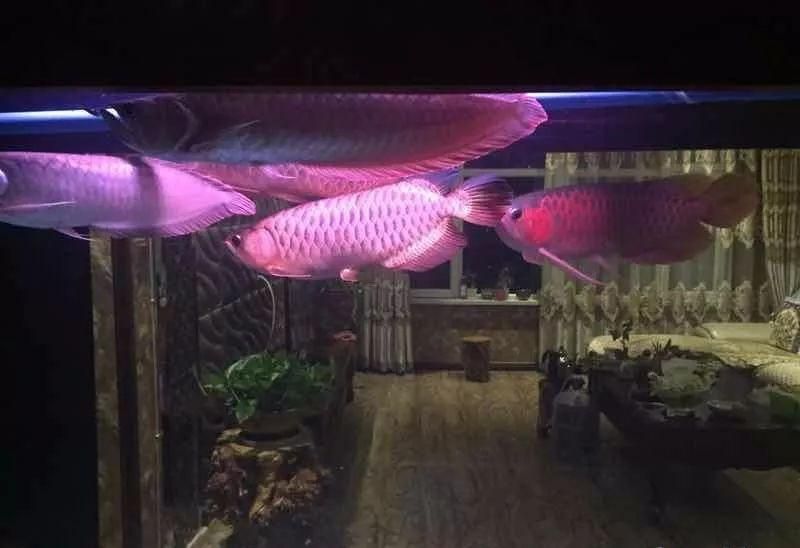 龍魚觀賞燈用什么燈好看：金龍魚觀賞燈選擇需考慮其燈光類型與龍魚品種的適應性