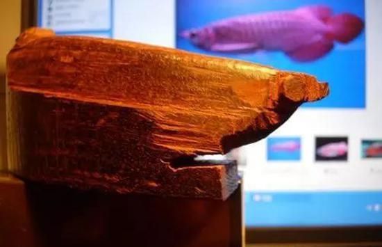 長治市城區尤美觀賞魚店（長治市城區尤美觀賞魚店地址）