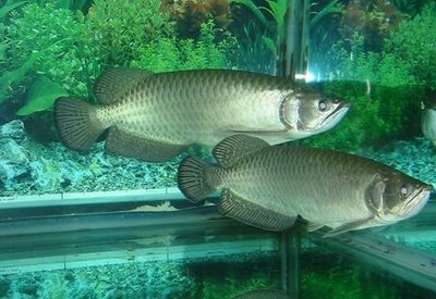 龍魚有哪些線孔：關于龍魚身上的線孔的介紹 龍魚有哪些線孔：關于龍魚身上的線孔的介紹 龍魚百科 第5張