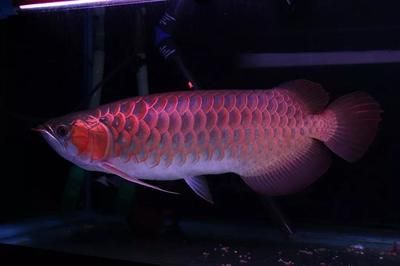 龍魚有哪些線孔：關于龍魚身上的線孔的介紹 龍魚有哪些線孔：關于龍魚身上的線孔的介紹 龍魚百科 第4張