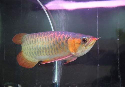 龍魚有哪些線孔：關于龍魚身上的線孔的介紹 龍魚有哪些線孔：關于龍魚身上的線孔的介紹 龍魚百科 第3張