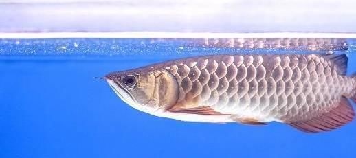 金龍魚珠鱗掉了還能長出來嗎（如何判斷金龍魚珠鱗再生影響美觀嗎） 金龍魚珠鱗掉了還能長出來嗎（如何判斷金龍魚珠鱗再生影響美觀嗎） 龍魚百科 第4張