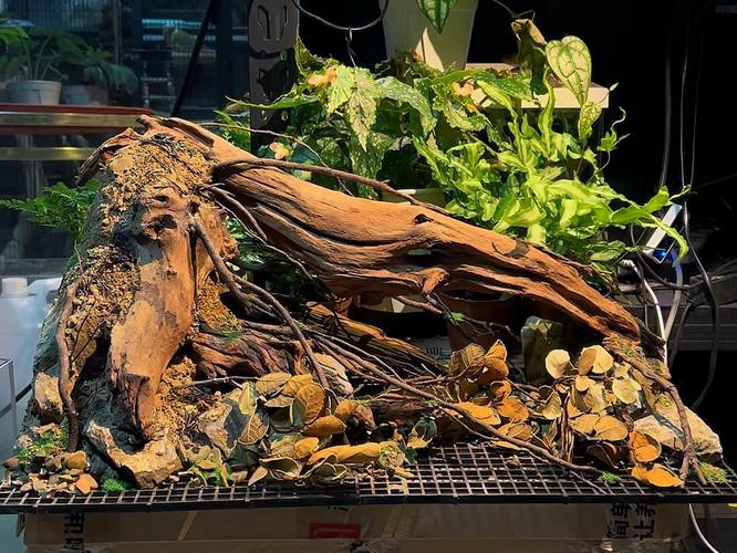 推薦幾款適合魚缸裝飾的假龍龜