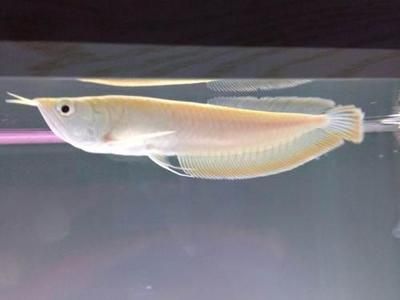 純白色的龍魚好養嗎為什么不好養：白色的龍魚好養嗎為什么不好養 純白色的龍魚好養嗎為什么不好養：白色的龍魚好養嗎為什么不好養 龍魚百科 第2張