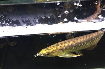 龍魚入缸一個月不開口正常嗎：龍魚入缸后一個月不開口進食可能由多種因素導致