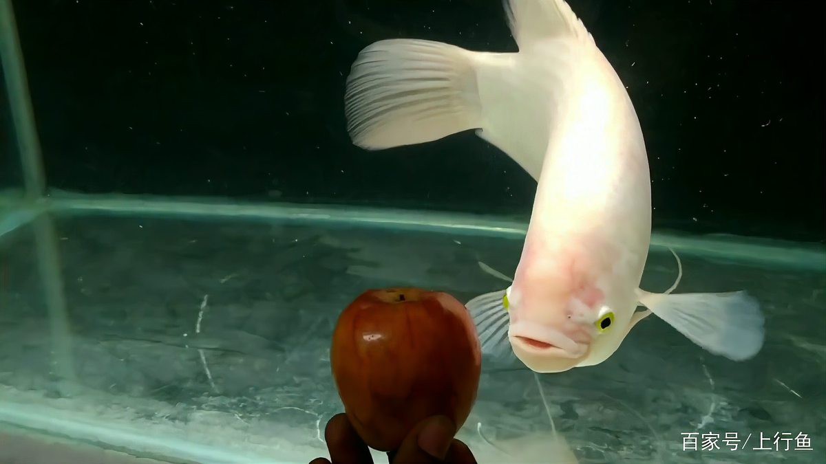 招財龍魚的最佳飼養(yǎng)溫度是多少 招財龍魚的最佳飼養(yǎng)溫度是多少 龍魚百科 第4張