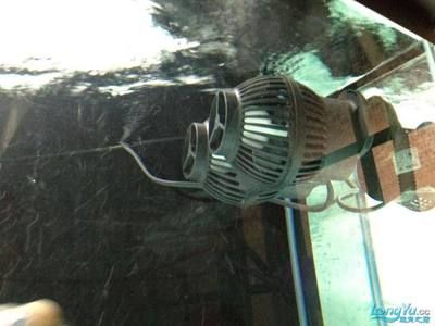 龍魚老是趴缸怎么辦：龍魚趴缸怎么辦 龍魚老是趴缸怎么辦：龍魚趴缸怎么辦 龍魚百科 第3張