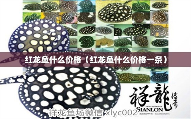 石家莊欒城區(qū)森佳水族店