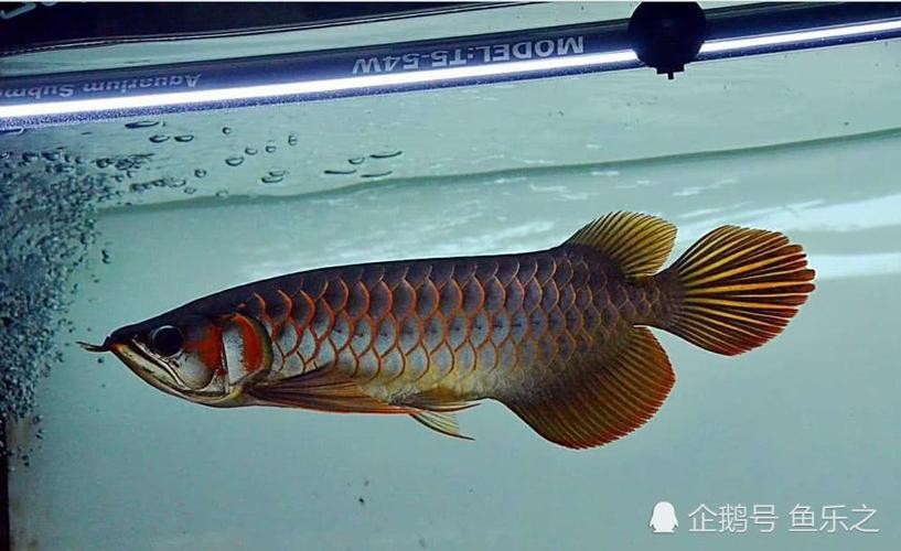 龍魚上色技巧圖解