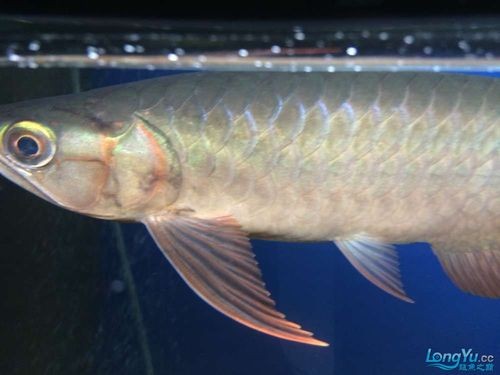 龍魚上色技巧圖解