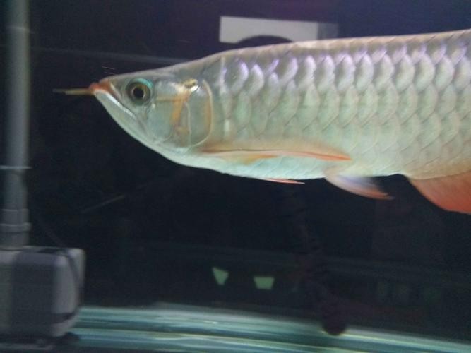龍魚上色技巧圖解