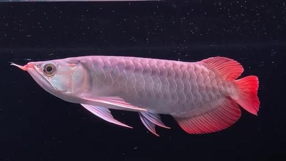 龍魚上色技巧圖解