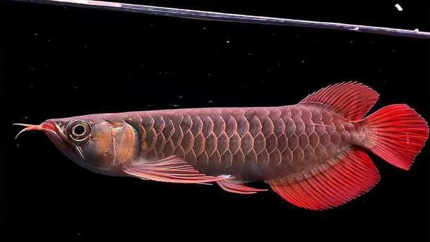 龍魚上色技巧圖解