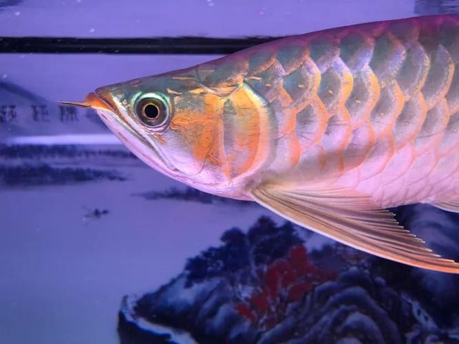 龍魚上色技巧圖解