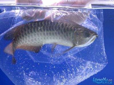 龍魚修剪尾鰭心得：龍魚修剪尾鰭的手術(shù)前需要準(zhǔn)備好一定的工具 龍魚修剪尾鰭心得：龍魚修剪尾鰭的手術(shù)前需要準(zhǔn)備好一定的工具 龍魚百科 第3張