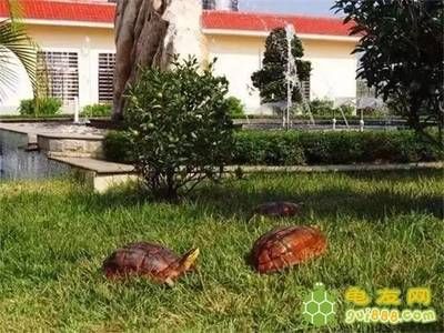 金龍魚跟什么龜混養 金龍魚跟什么龜混養 龍魚百科 第2張