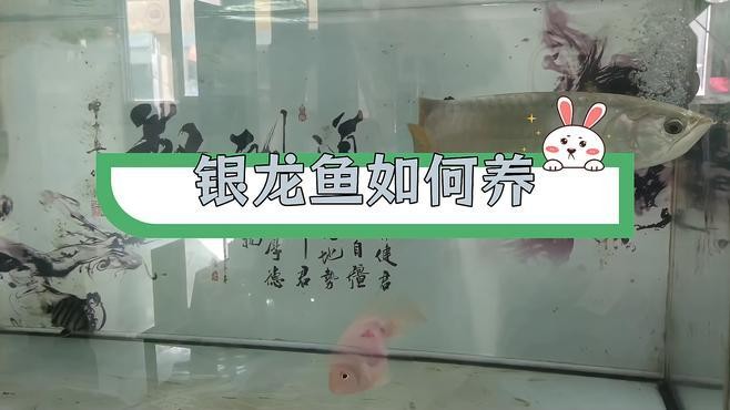 銀龍魚苗養(yǎng)殖注意事項(xiàng) 銀龍魚苗養(yǎng)殖注意事項(xiàng) 龍魚百科 第5張